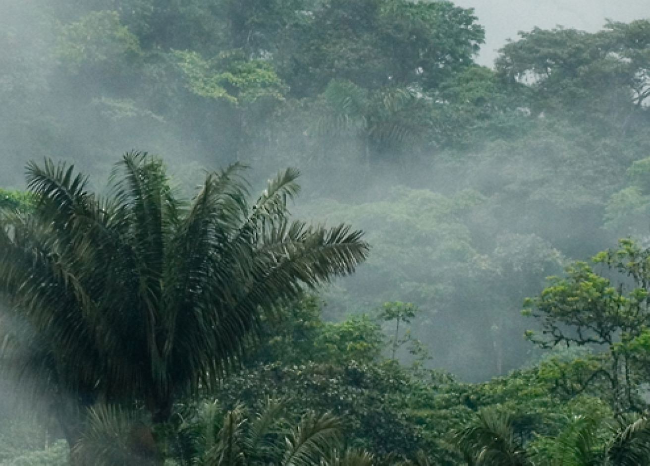 microsoft développement durable